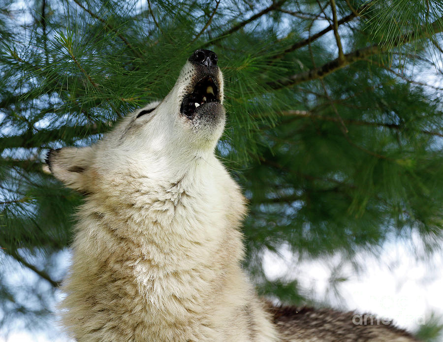 grey wolf howling