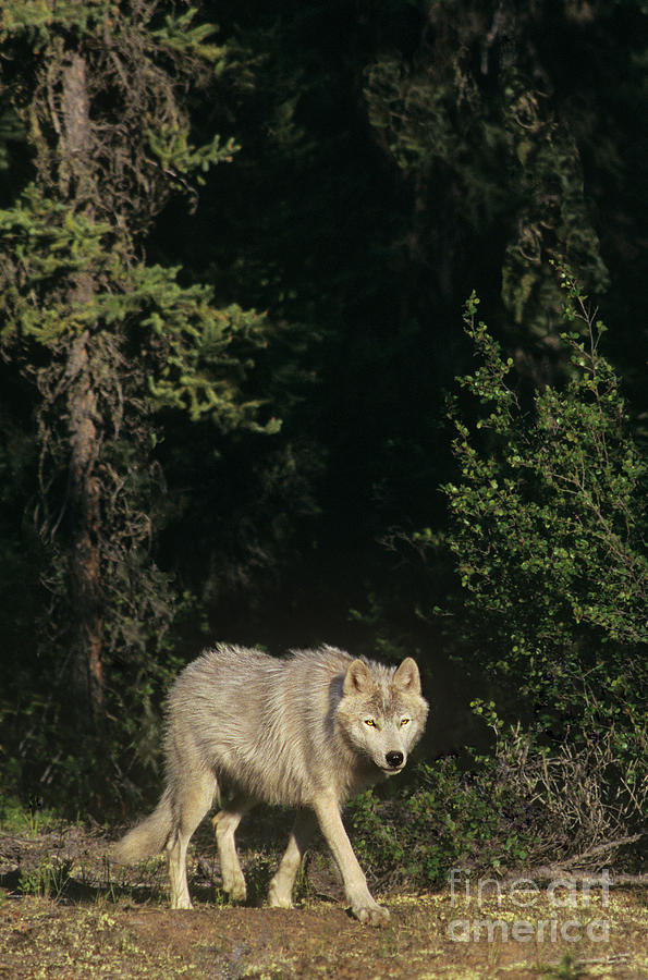 Gray Wolf In The Northwest Territories Canada Photograph by Dave Welling