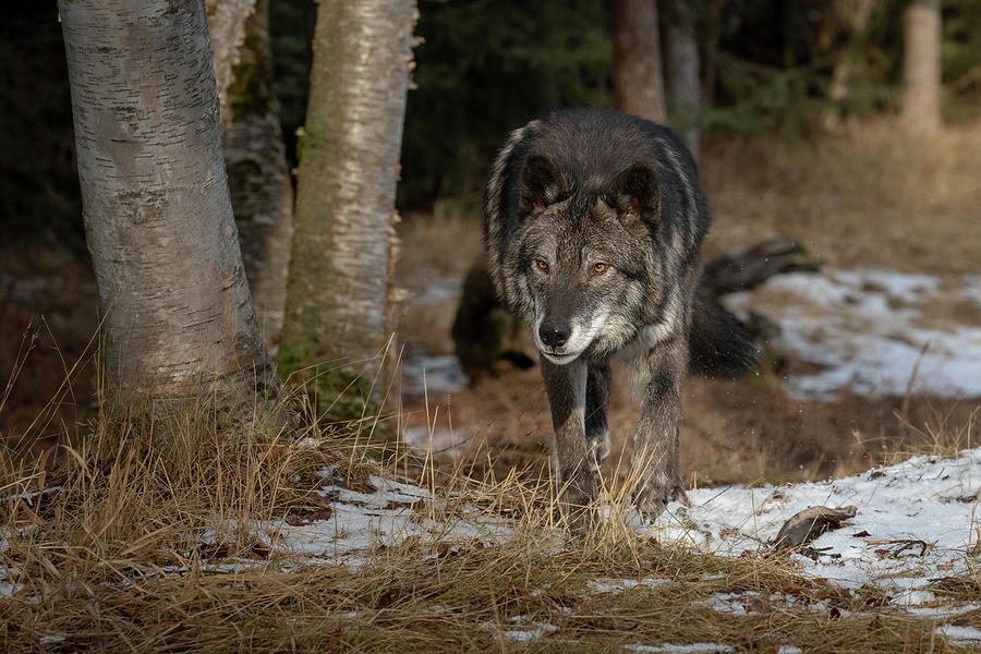 Skeptisk par Grønland Gray Wolf in the Winter Photograph by Kelly's Nature Photography