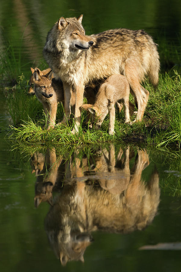 Gray Wolf Mother And Pups Standing Photograph by Jimkruger