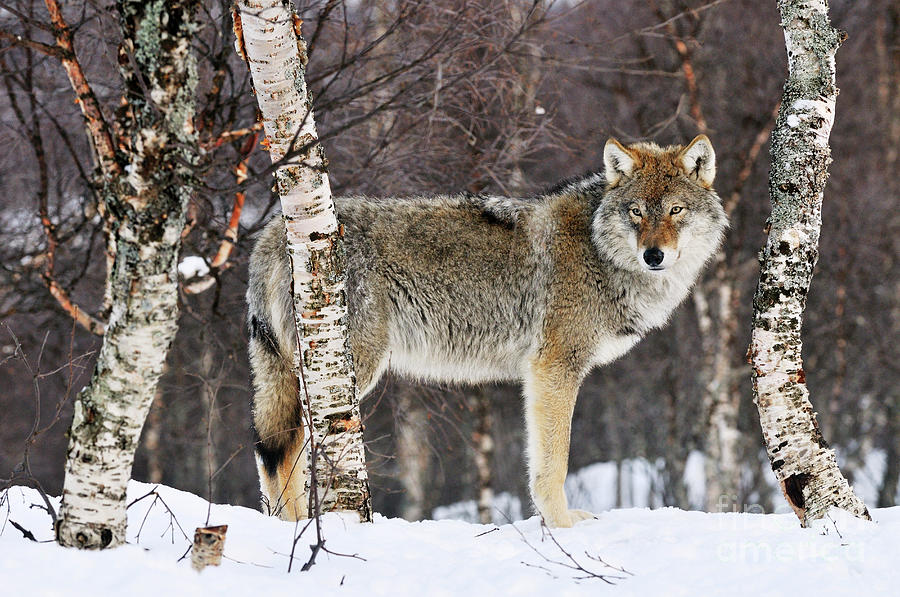 Gray Wolf Norway Photograph by Jasper Doest