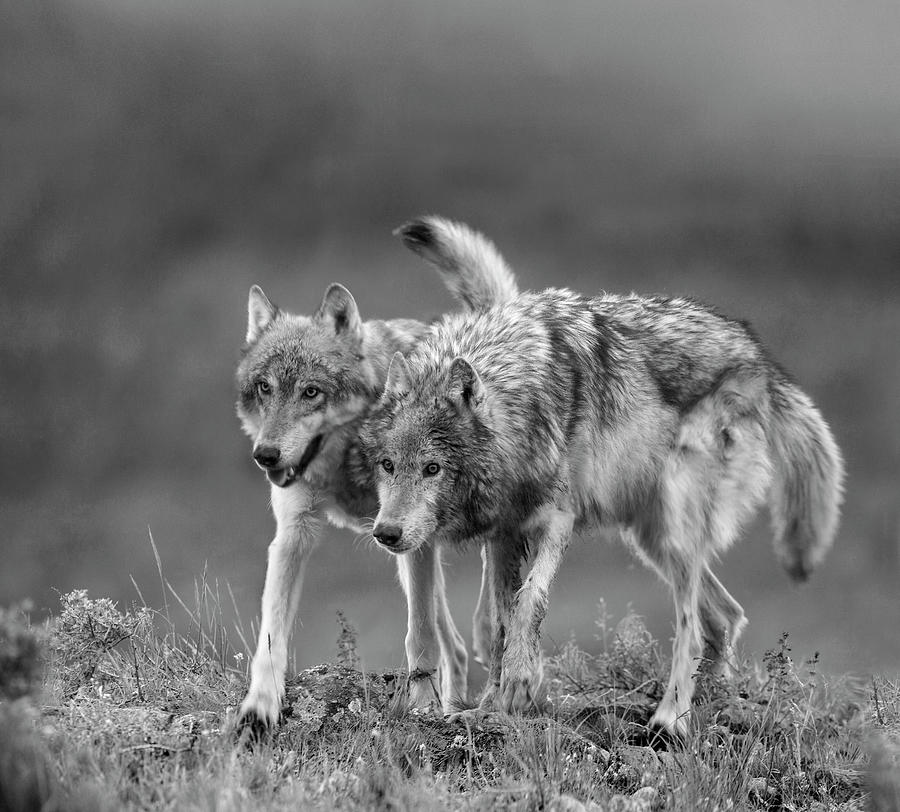 Gray Wolf Pair Approaching Photograph by Tim Fitzharris