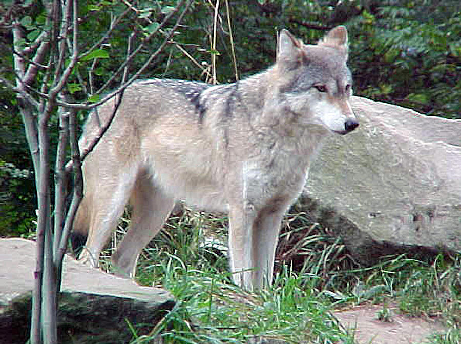 Gray Wolf Photograph Photograph by Kimberly Walker