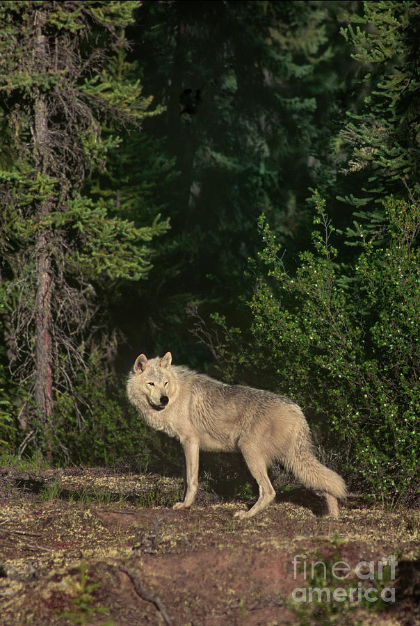 Gray Wolf Poses In Taiga Forest Canada Photograph by Dave Welling