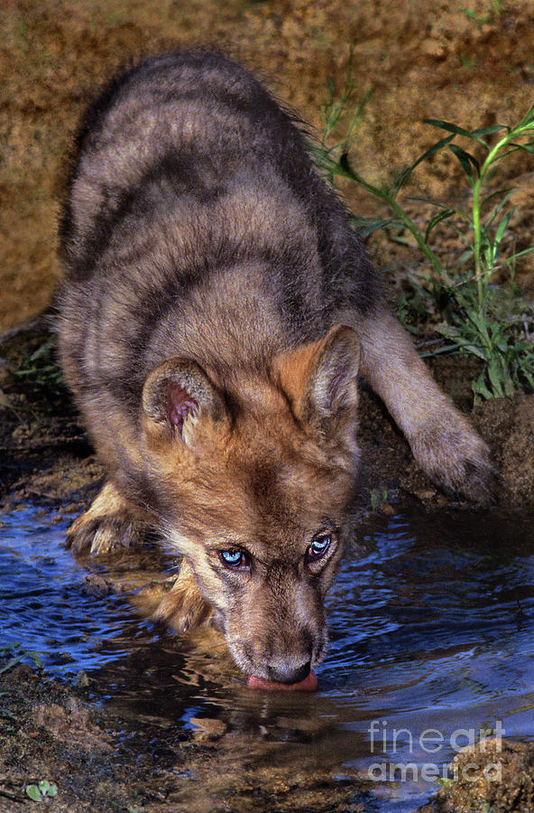 Gray Wolf Pup Endangered Species Wildlife Rescue Photograph by Dave Welling