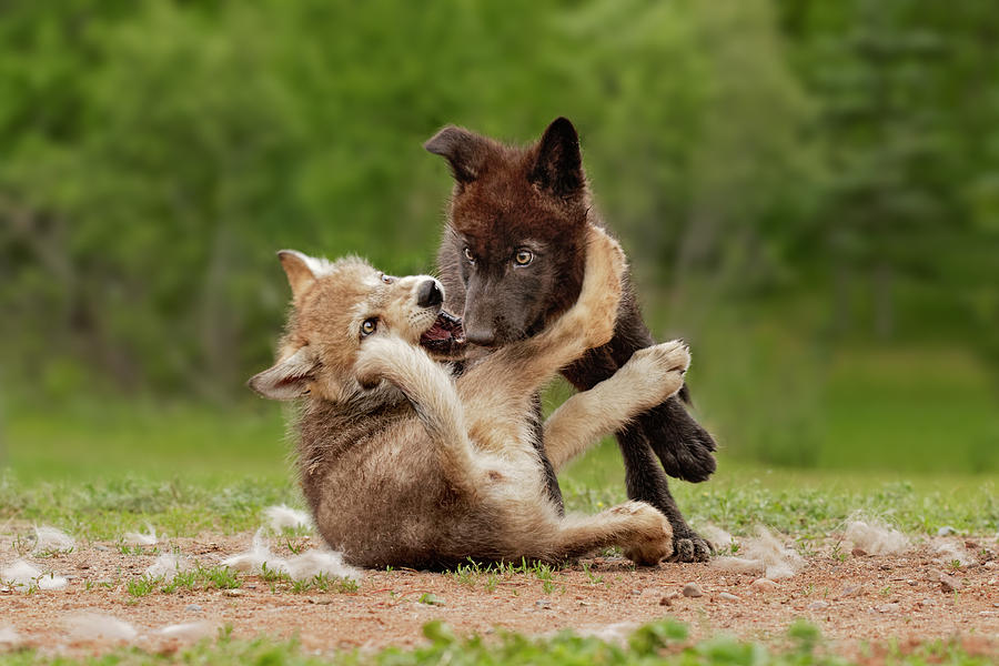 Adam Jones Photograph - Gray Wolf Pups Wrestling, Canis Lupus by Adam Jones