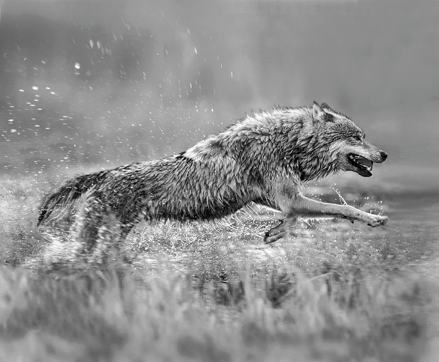 Gray Wolf Splashing Photograph by Tim Fitzharris