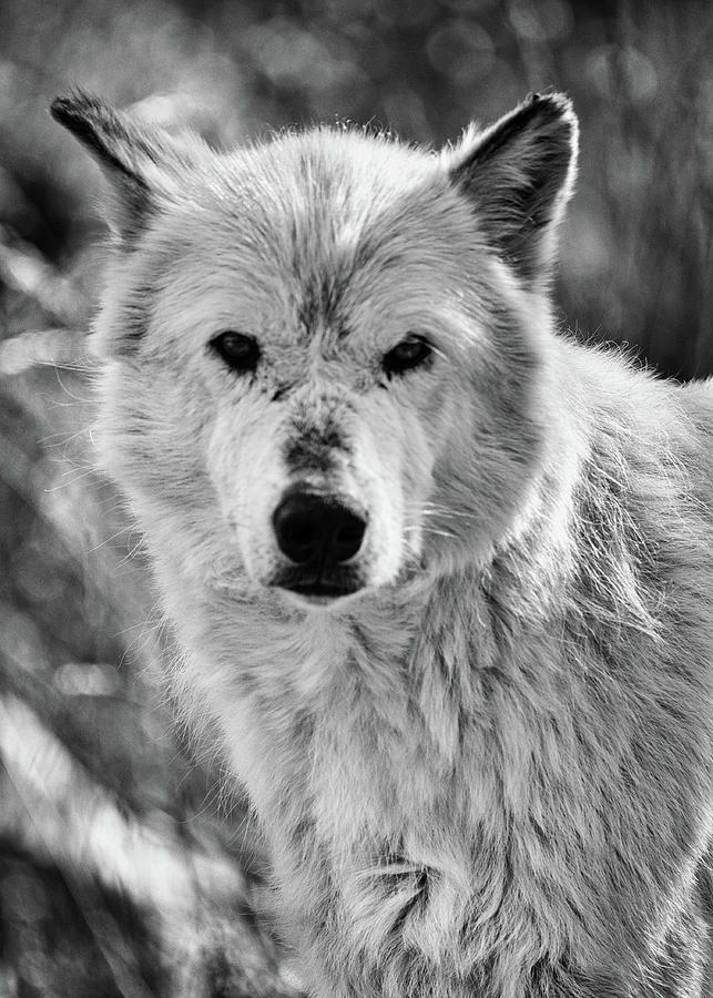 Gray Wolf Stare Photograph by Stephen Stookey - Pixels