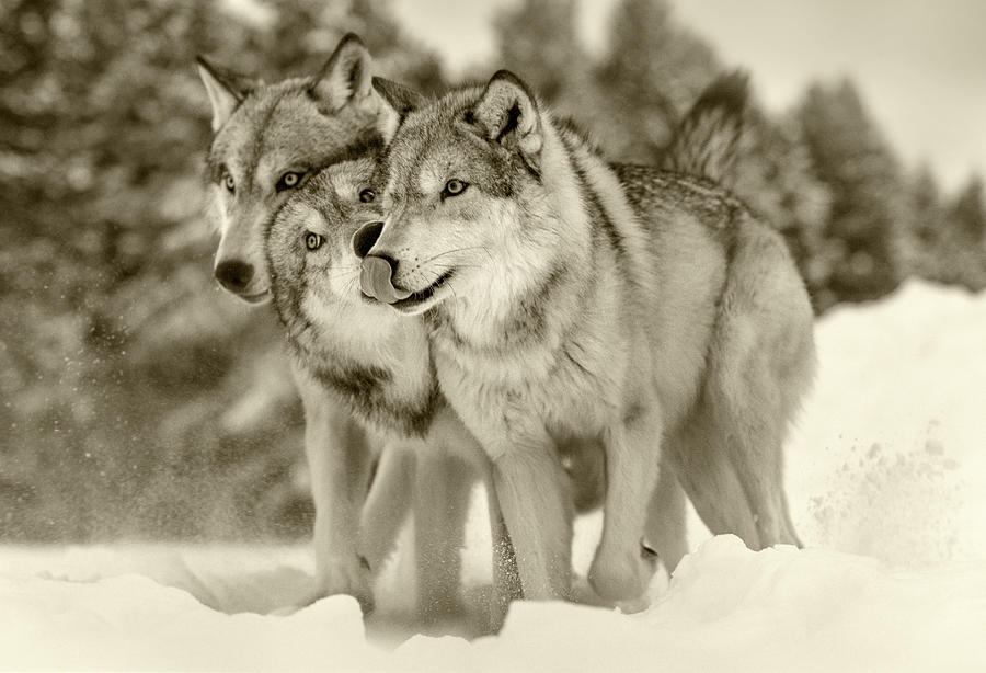Gray Wolf Trio In Snow Photograph by Tim Fitzharris