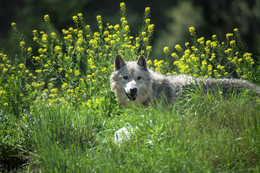 Gray Wolf, White Phase Photograph by Mark Newman