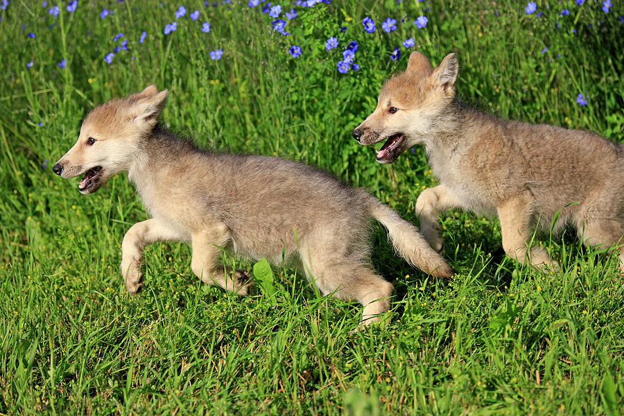 Gray Wolfs Photograph by Tier Und Naturfotografie J Und C Sohns