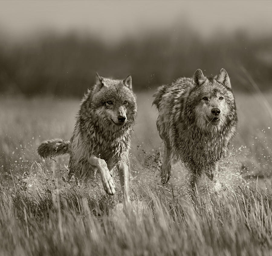 Gray Wolves Approaching Photograph by Tim Fitzharris