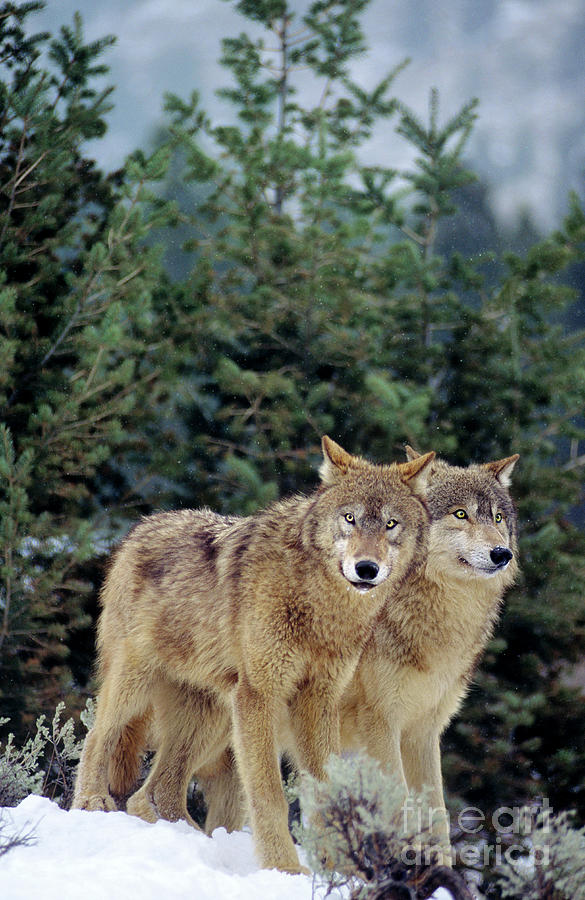 Gray Wolves In A Montana Winter  Photograph by Dave Welling