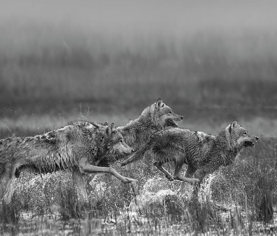 Gray Wolves Running Photograph by Tim Fitzharris