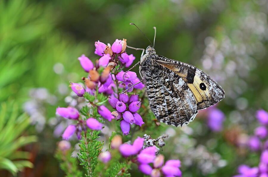 Grayling Butterfly At Rest On Bell Heather. Morden Bog Photograph by ...