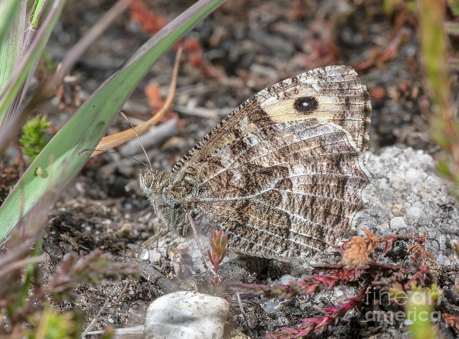 Grayling Butterfly Photograph by Bob Gibbons/science Photo Library