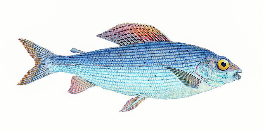 Grayling  Drawing by David Letts