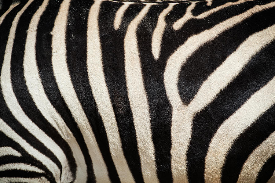 Grays Zebra Photograph by Bud Simpson