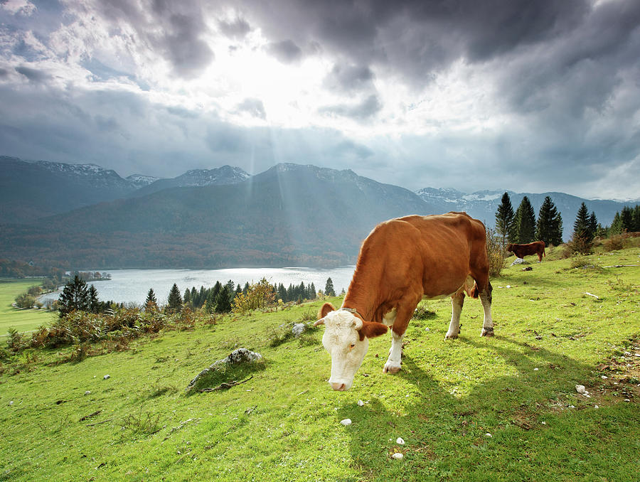 Grazing Alpine Cow Photograph by Mammuth