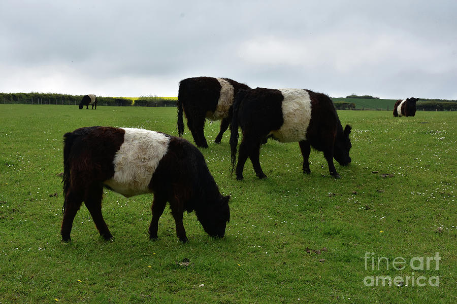 Grazing Belted Galloway Cows Grazing in a Field Photograph by DejaVu Designs