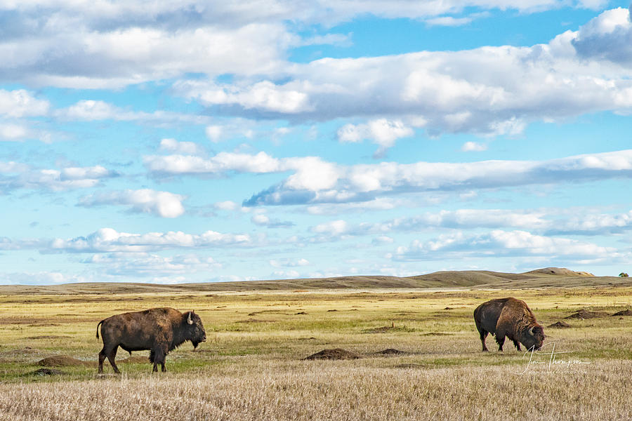 Badlands National Park Photograph - Grazing Buffalo by Jim Thompson