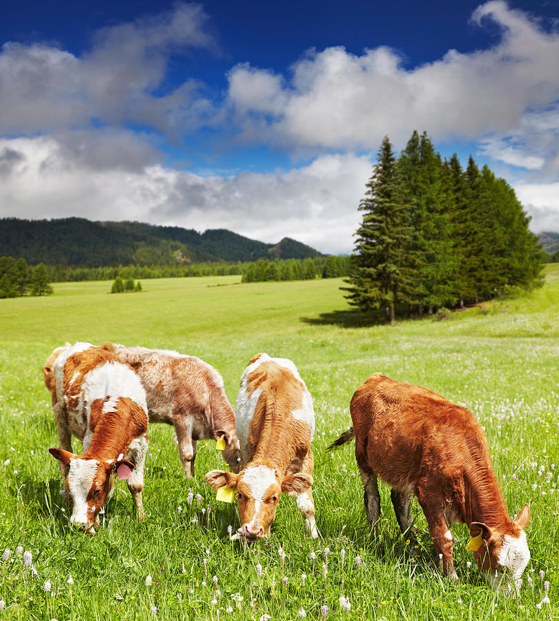 Landscape Photograph - Grazing Calves On Green Hill by DPK-Photo