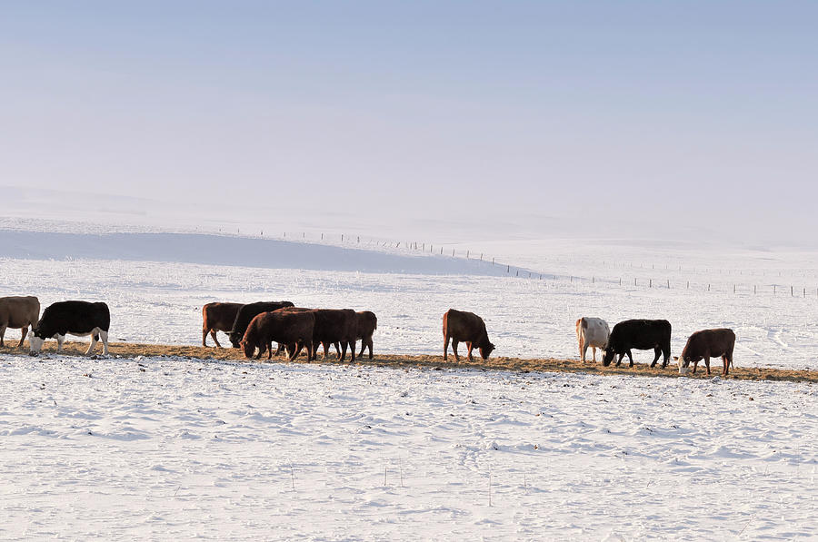 Grazing Cattle In Winter In Alberta Photograph by Brytta