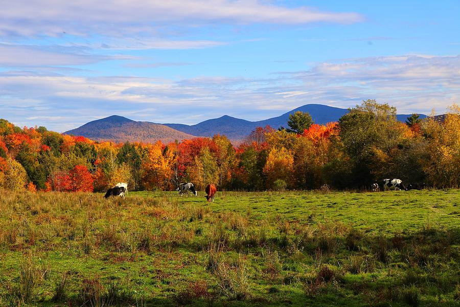 Grazing color Photograph by Dave and Sharon Leonard - Fine Art America