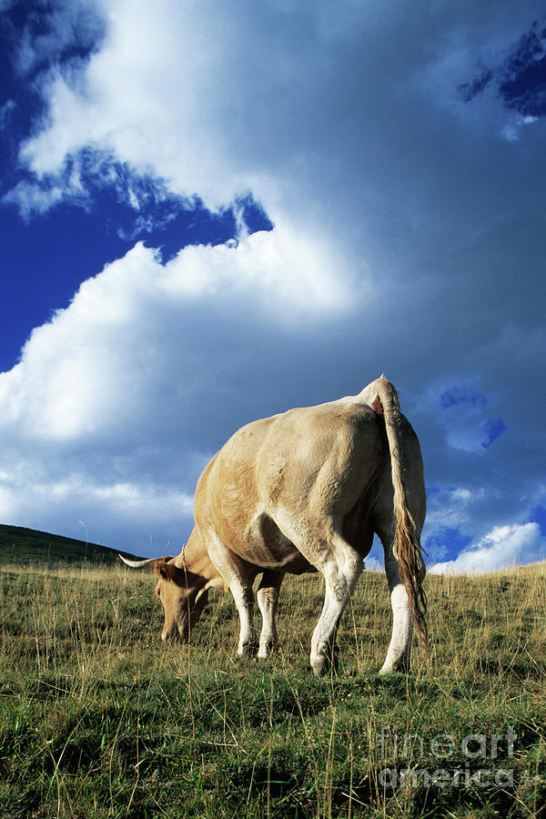 Grazing Cow Photograph by Dr. John Brackenbury/science Photo Library