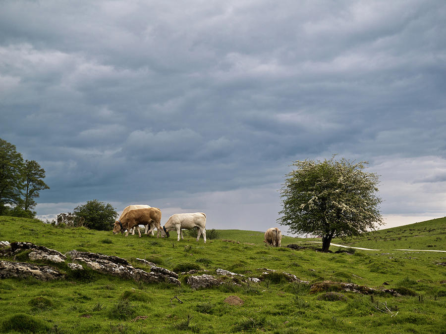Grazing Cows Photograph by Iñigo Aranguren Osinaga