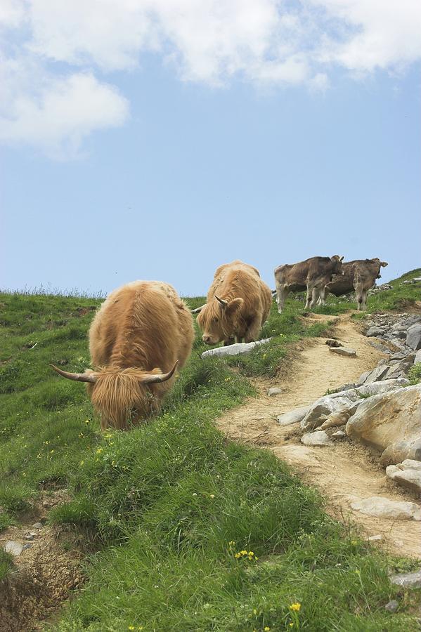 Grazing Cows In The Alps Photograph by [hans Henning Wenk]