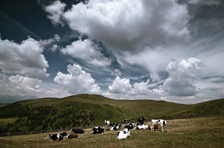 Grazing Cows In The Mountains Photograph by Scacciamosche