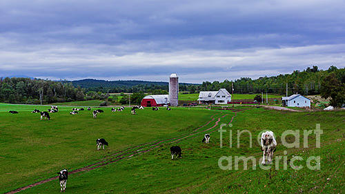 Grazing cows. Photograph by New England Photography