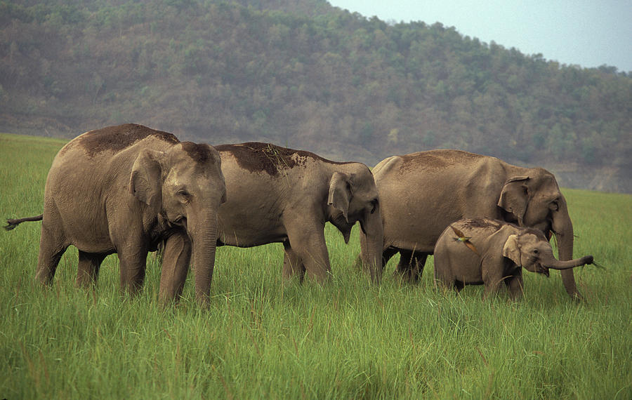 Grazing Elephants Photograph by Vijayamurthy S