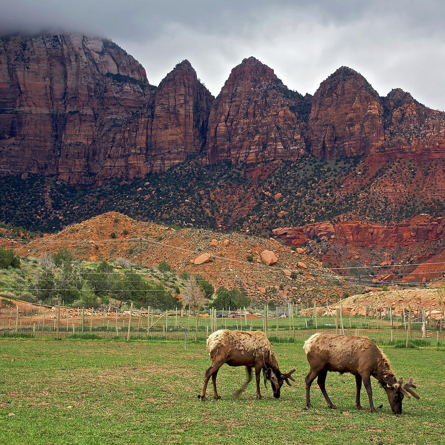 Zion National Park Photograph - Grazing Elk by © Rozanne Hakala