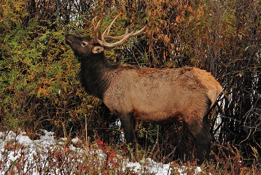 Grazing Elk - Estes Park Photograph by Angie Tirado