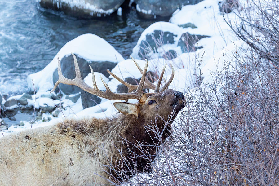 Grazing Elk by Michael Chatt Grazing Elk by Michael Chatt