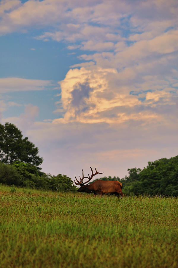 Grazing Elk Photograph by Scott Burd