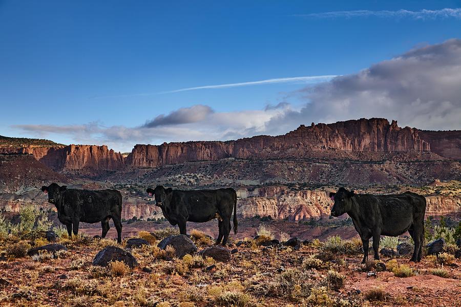 Nature Photograph - Grazing Free Range Cows In The Desert by DPK-Photo