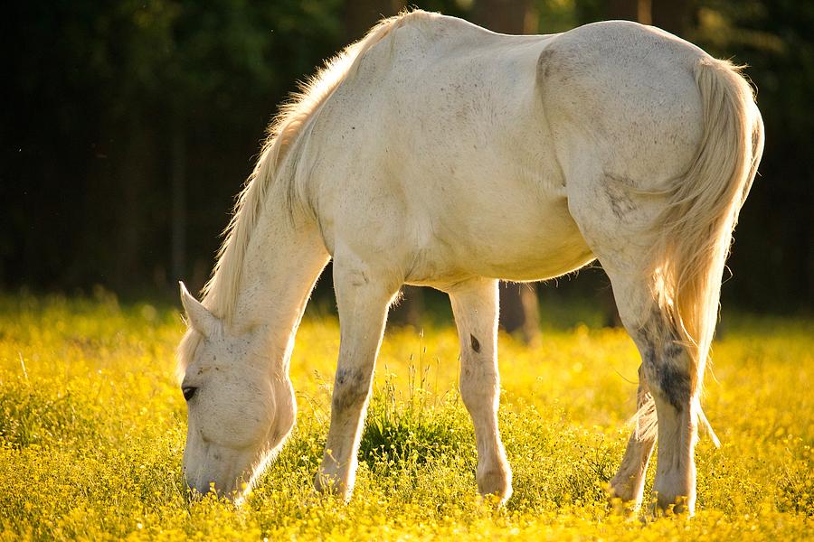 Grazing Horse at Sunset Photograph by Rachel Morrison | Fine Art America