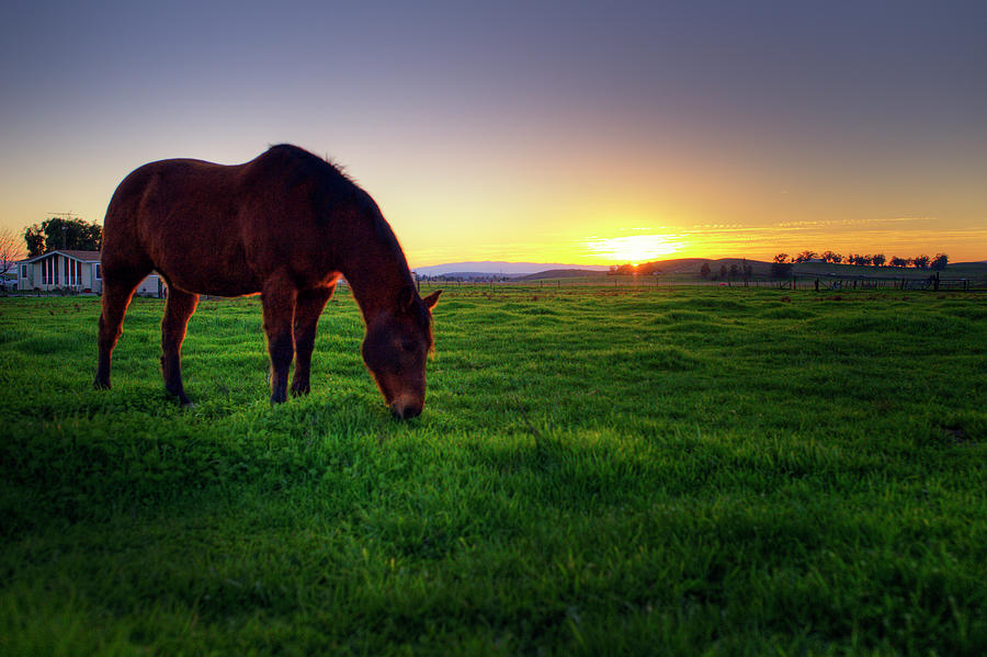 Grazing Horse Photograph by Copyright (c) Richard Susanto