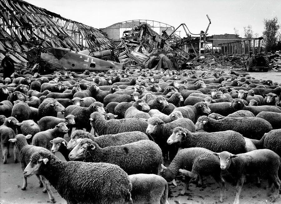 Black And White Photograph - Grazing In A Ruined Hanger by Margaret Bourke-White