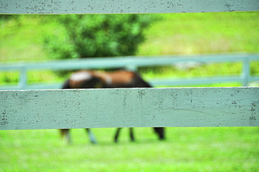 Grazing In The Grass Pony Photograph by Dressage Design