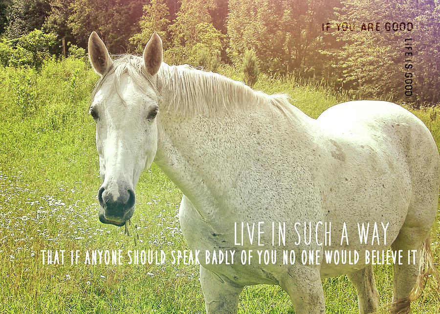GRAZING IN THE GRASS quote Photograph by Dressage Design