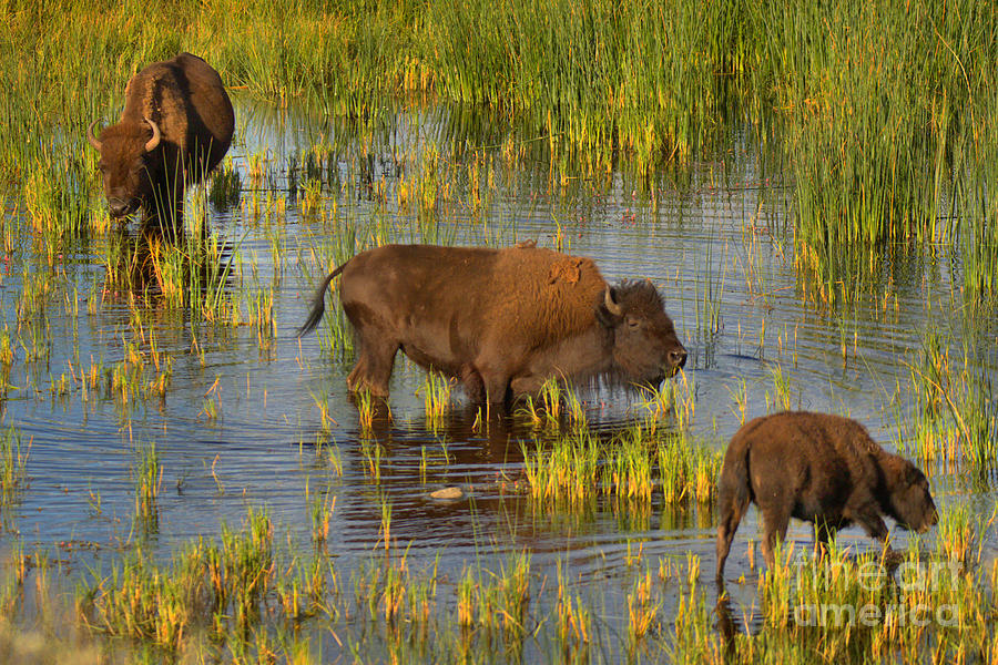 Grazing IN The Slough Creek Marsh Photograph by Adam Jewell