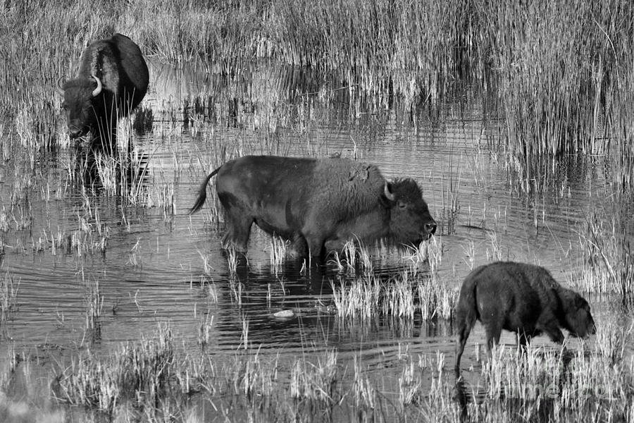 Grazing In The Slough Creek Marsh Black And White Photograph by Adam Jewell