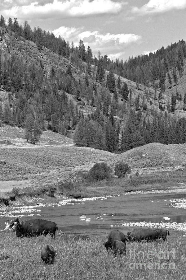 Grazing In The Slough Creek Valley Black And White Photograph by Adam Jewell