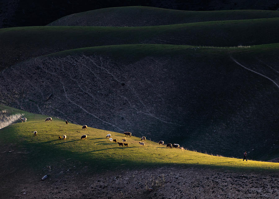 Grazing In The Sunlight Photograph by Liaoyuhan - Fine Art America