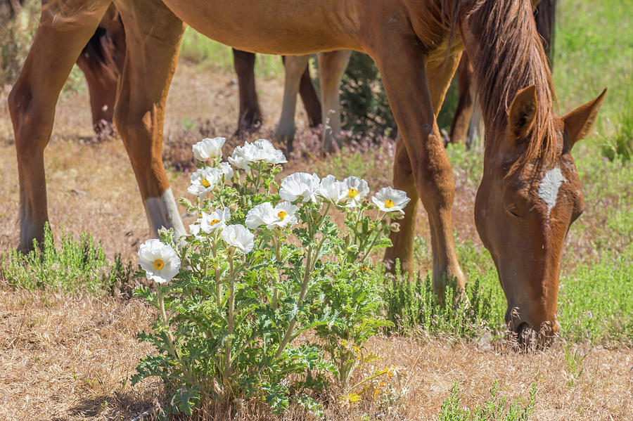Grazing Next to a Prickly Poppy Photograph by Marc Crumpler