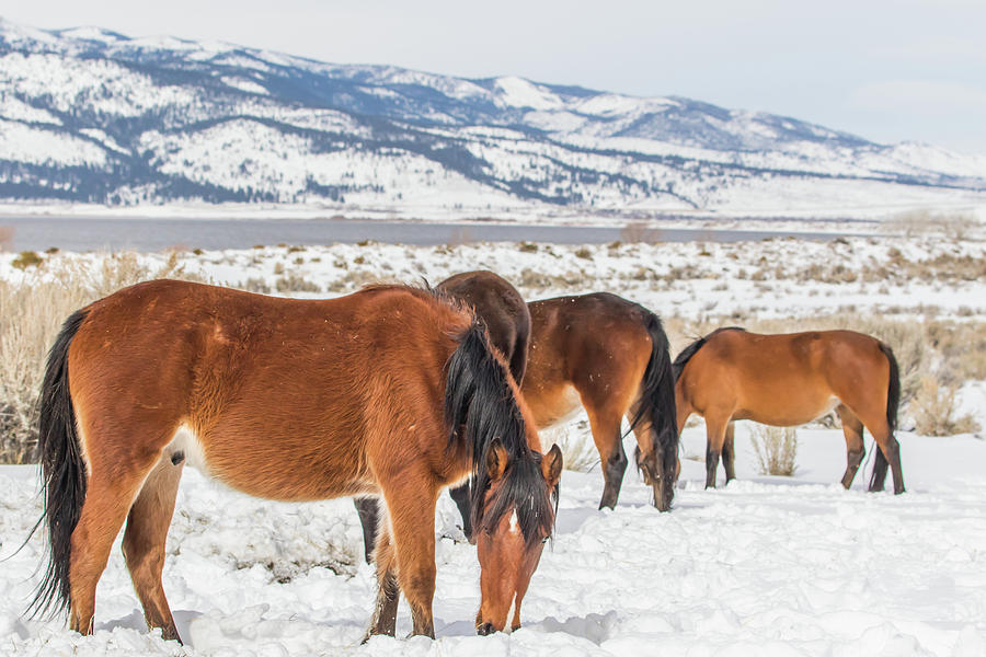 Grazing on a Cold Winter Morning Photograph by Marc Crumpler